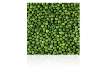 Musketzaad groen 2kg