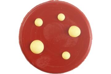 Chocolade decoratie paddenstoel 25mm